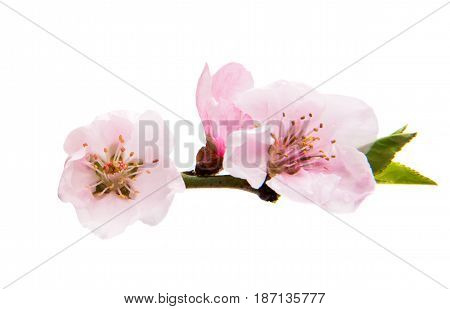 Pink Sakura flowers isolated on white background