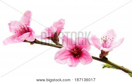 Pink Sakura flowers isolated on white background