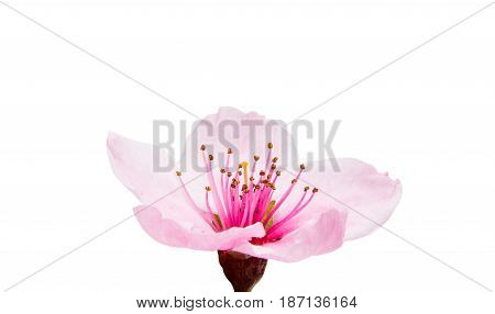 Pink Sakura flowers isolated on white background