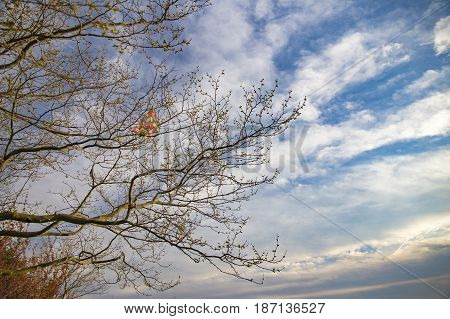 kite stuck in the branches of a tree.  kite tangled in a tall tree. Interrupted flight. Copy space for your text
