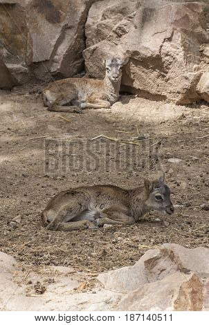 Two baby moufflon resting on ground. Rocky background