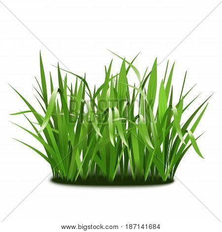 Vector Green Grass isolated on white background