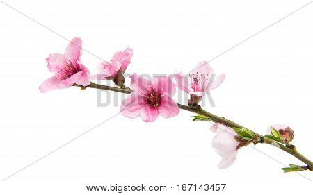 Pink Sakura flowers isolated on white background