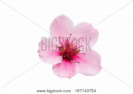 Pink Sakura flowers isolated on white background