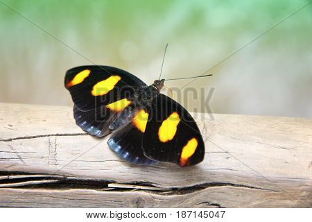 Butterfly species in South America - Catonephele numilia (known as Blue-frosted Catone Grecian Shoemaker or Stoplight Catone).