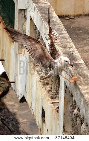 Flying gulls on an abandoned terrace in the background of the sea