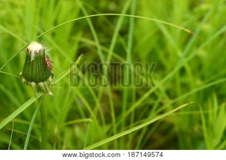 The spting is the time for dandelion