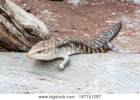 The scaling lizard scrambles forward close up