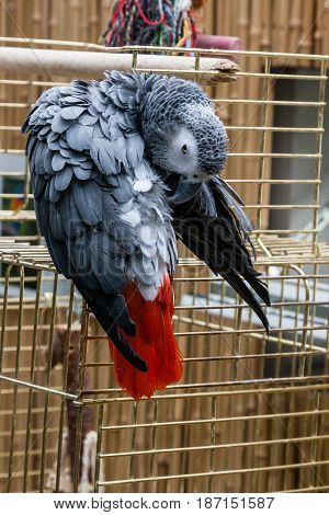 Parrot Jaco sits on a cage close up