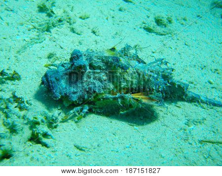 Red sea. Egypt. Underwater shooting. Synanceia verrucosa, lies on the sand. The most poisonous fish. The fish is a stone. One. Green background. He looks to the left.