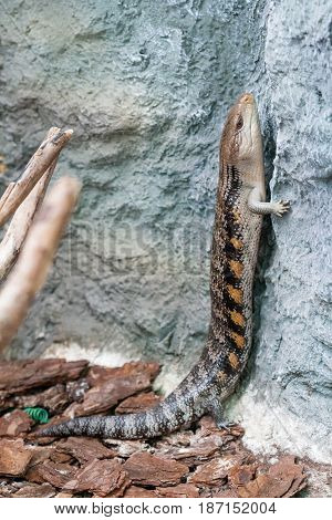 The scaling lizard scrambles forward close up