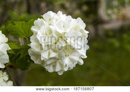 Snowball tree, the most beautiful snowball flower and tree pictures