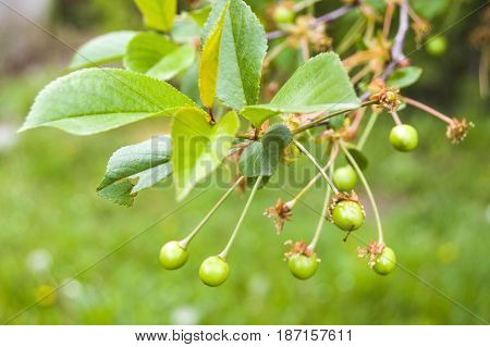 Fresh ripe cherry pictures on the cherry tree
