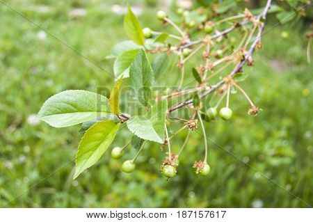 Fresh ripe cherry pictures on the cherry tree