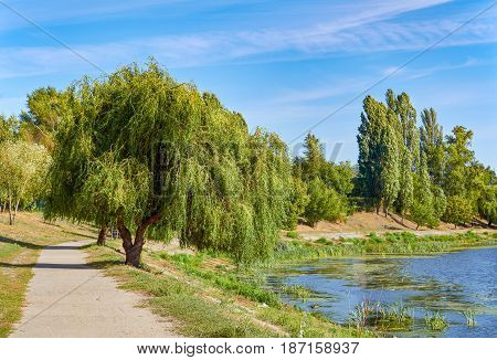 Picture of willow and path at bank of pond