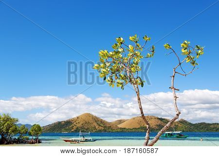 In The Beautiful  Island Cosatline And Tree