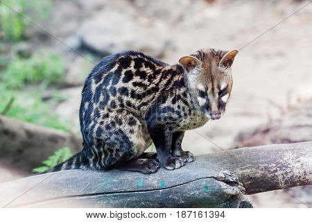 Spotted genetta on a close up branch