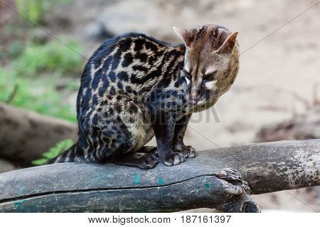 Spotted genetta on a close up branch