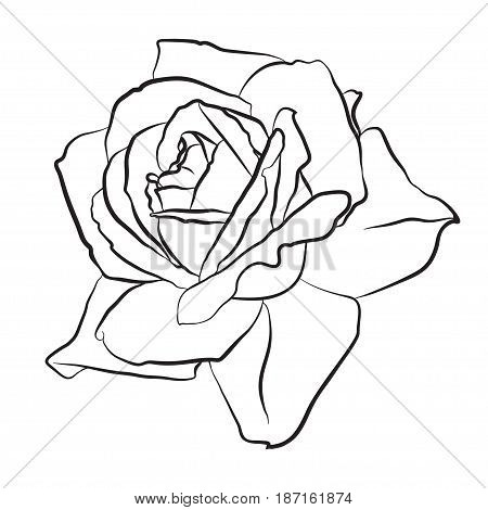 Beautiful hand drawn sketch rose isolated black contur on white background. Botanical silhouette of flower Vector illustration.