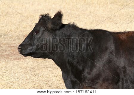 profile of black Angus cow in pasture on ranch