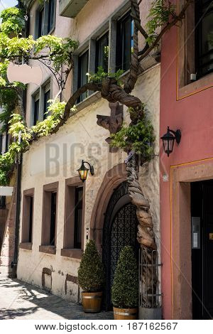 There are climbing plants grow up like festive flags all the way. Make tourists cool and pleasant when visit.