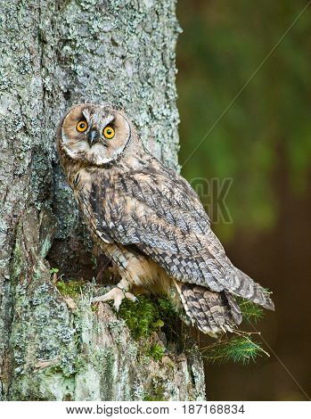 Long-eared owl siting on the tree - Asio otus otus