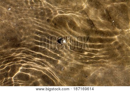 Small brown crab on sand in the sea