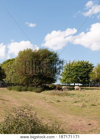 Two White And One Brown Sheep In A Summer's Field In Essex Constable Country In Dedham Uk Grazing An