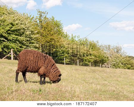 A Single Brown Coated Sheep In A Field In The Countryside In Dedham Essex Of England In The Uk By It