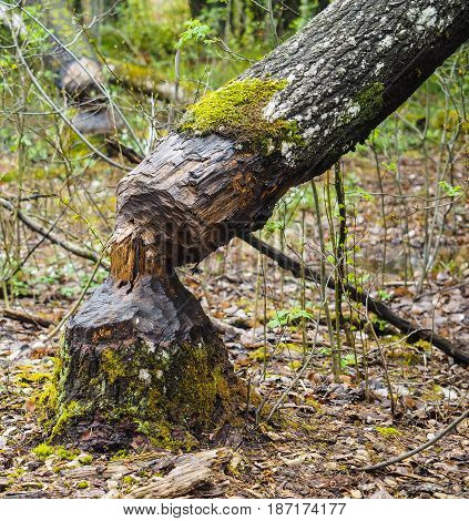 Closeup of a birch tree fallen after being eaten by beaver with green moss