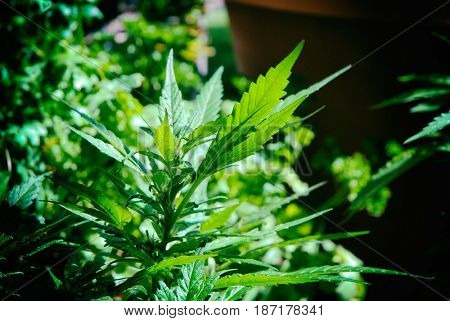 Cannabis plant growing outdoors in a shaft of light