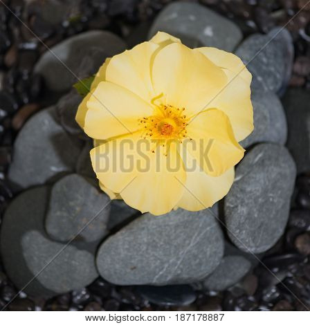 Stacked Rocks with a flower on top