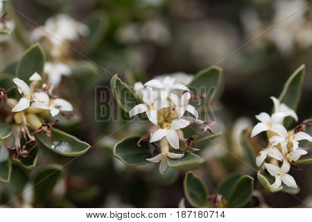 Flowers of an Alpine Daphne bush (Daphne alpina)