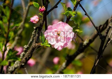 Branch Of Prunus Triloba (louiseania Ulmifolia) Blossoms. Twig Of Almond Trilobate With Beautiful Pi