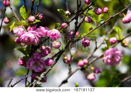 Branch Of Prunus Triloba (louiseania Ulmifolia) Blossoms. Twig Of Almond Trilobate With Beautiful Pi