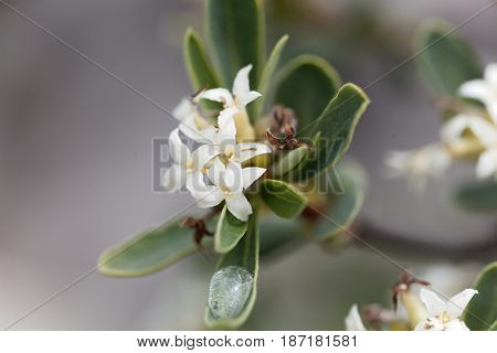 Flowers of an Alpine Daphne bush (Daphne alpina)