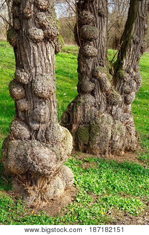 closeup of disased tree on the edge of the forest