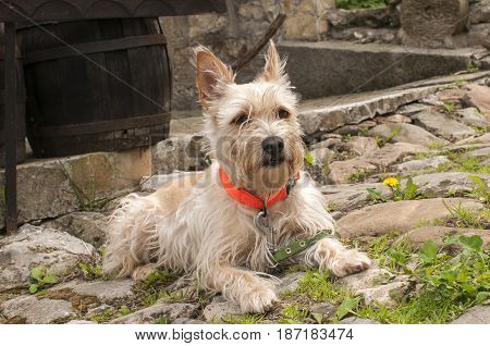 Young australian terrier dog closeup on rustic paved road