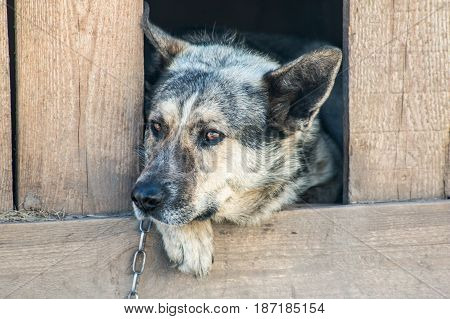 Guard Dog Sits In A Kennel Chain And Is Sad