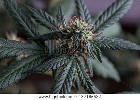 Female cannabis marijuana flower fire alien strain