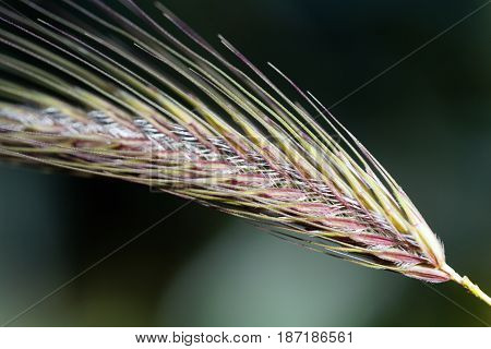 Spikes of the annual grass Dasypyrum villosum a wild form of crop and a possible alternative form of food.