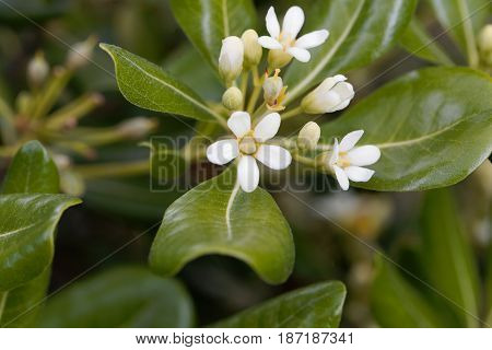 Flowers of a Japanese cheesewood tree (Pittosporum tobira)