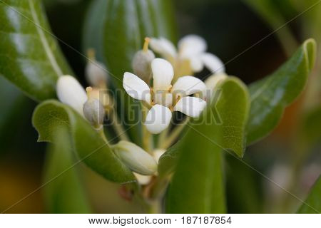 Flowers of a Japanese cheesewood tree (Pittosporum tobira)