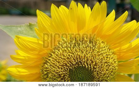 Close up sunflower blooming in garden. Can be use for background natural concept.