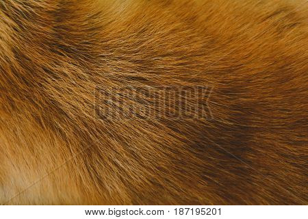 Close-up Dog Hair Light Brown Abstract Pattern