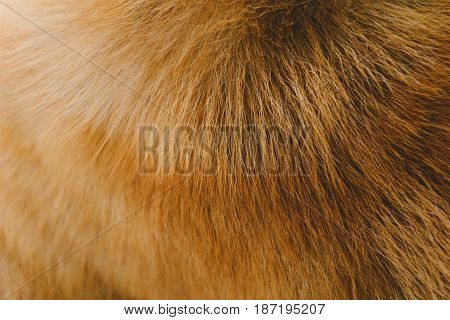 Close-up Dog Hair Light Brown Abstract Pattern