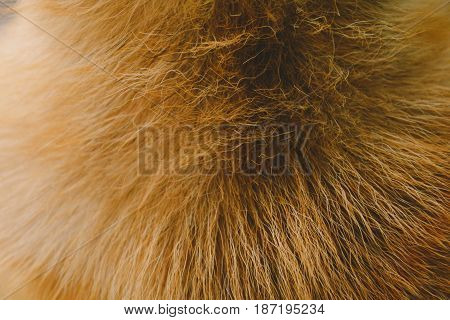 Close-up Dog Hair Light Brown Abstract Pattern