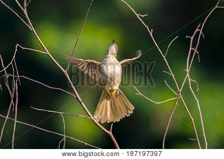 Image of bird (Streak-eared Bulbul; Pycnonotus blanfordi) on the branch on nature background. Wild Animals.