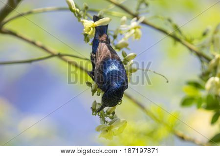 Image of a bird (purple sunbird). Wild Animals.