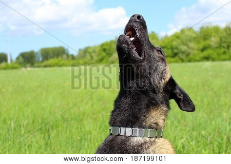Malinois Belgian shepherd dog barking and howling like a wolf